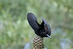 Riflebird: 80201336 Victoria's Riflebird - adult male display