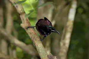 Riflebird: 80201337 Victoria's Riflebird - adult male in breeding