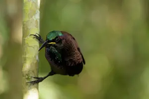 Riflebird: 80201338 Victoria's Riflebird - adult male in breeding