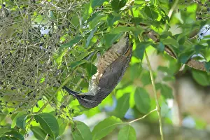Riflebird: 80201339 Victoriaos Riflebird - immature feeding