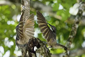 Riflebird: 80201340 Victoria's Riflebird - immature males displaying