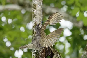Riflebird: 80201341 Victoria's Riflebird - immature male displaying