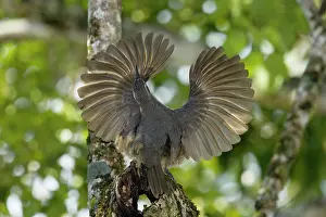 Riflebird: 80201342 Victoria's Riflebird - immature male displaying
