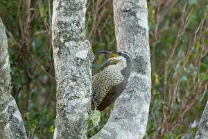 Riflebird: 80201343 Paradise Riflebird - female searching for