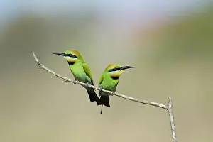Eater: 80201345 Rainbow Bee-eater - pair Gold Coast, Queensland