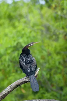 Darter: 80201346 Australian Darter Daintree, Queensland