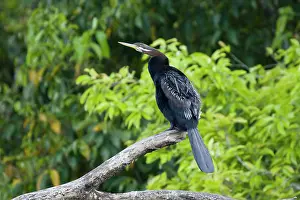 Darter: 80201347 Australian Darter Daintree, Queensland
