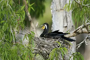 Darter: 80201348 Australian Darter - on nest Atherton Tablelands