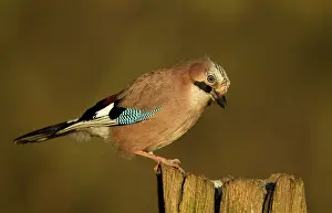 Corvidae: 80201351 Eurasian Jay - perched on gate post in
