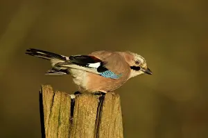 Corvidae: 80201352 Eurasian Jay - perched on gate post in