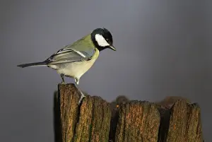 Cheeks: 80201353 Great Tit - perched on top of an old gate