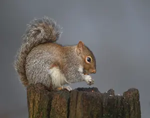 Arched: 80201354 Grey Squirrel - eating a peanut on top
