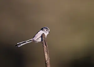 Insectivorous: 80201355 Long-Tailed Tit - adult perched on branch
