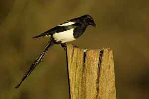 Magpie: 80201356 Magpie - perched on old gate post in Winter