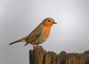 Breast: 80201361 Robin - perched on old gate post in Winter