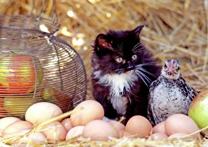 Frederic Rolland: 80201373 Cat - kitten and chick with eggs Frederic