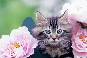 Frederic Rolland: 80201374 Cat - kitten in flowers Frederic Rolland