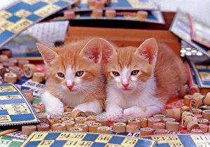 Frederic Rolland: 80201375 Cat - kittens lying in board games Frederic