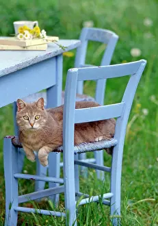 Frederic Rolland: 80201384 Cat - sitting on blue chair in garden Frederic