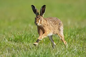 Jake Stephen: 80201386 Brown Hare - adult male running in grass