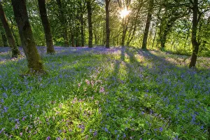 Jake Stephen: 80201387 Bluebell Wood - in early morning light