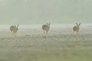 Jake Stephen: 80201388 Brown Hare - three adults running across