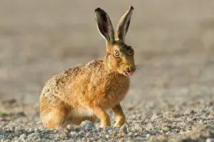 Jake Stephen: 80201389 Brown Hare - poking tongue out in Summer