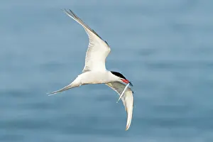 Jake Stephen: 80201390 Common Tern - adult in flight with Sand