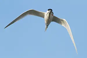 Jake Stephen: 80201391 Sandwich Tern - adult in flight with Sand