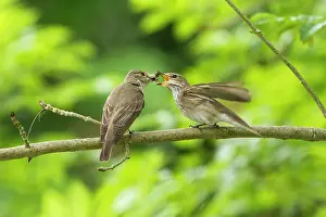 Jake Stephen: 80201394 Spotted Flycatcher - adult male on branch