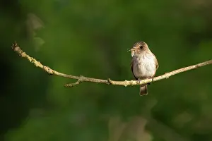 Jake Stephen: 80201395 Spotted Flycatcher - adult on branch with