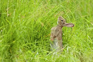 Jake Stephen: 80201396 Rabbit - juvenile on hind legs to reach