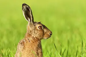 Jake Stephen: 80201397 Brown Hare - adult head and shoulders Powys