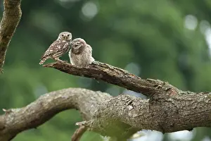 Jake Stephen: 80201398 Little Owl - adult and juvenile on tree