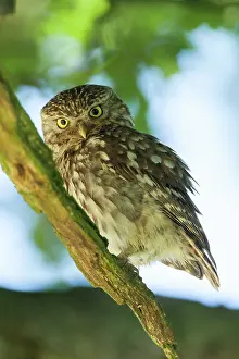 Jake Stephen: 80201399 Little Owl - adult on tree branch Powys
