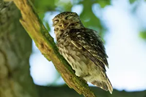 Jake Stephen: 80201400 Little Owl - adult on tree branch appearing