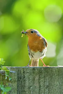 Jake Stephen: 80201401 Robin - adult on fence with food in bill