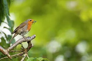 Jake Stephen: 80201402 Robin - adult on perch with food in bill