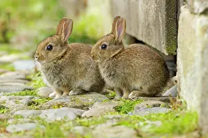 Jake Stephen: 80201403 Rabbit - pair of juvenile rabbits by stable