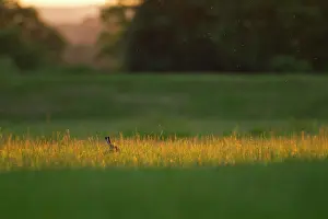 Jake Stephen: 80201404 Brown Hare - in patch of golden light in