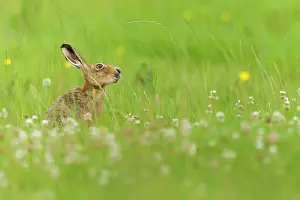 Jake Stephen: 80201405 Brown Hare - adult eating long grass in