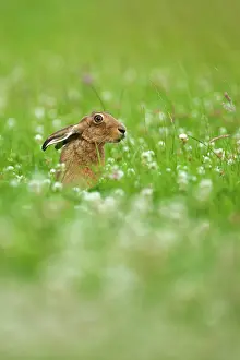 Jake Stephen: 80201406 Brown Hare - adult sniffing grass in clover