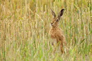 Jake Stephen: 80201407 Brown Hare - adult on hind legs in wheat