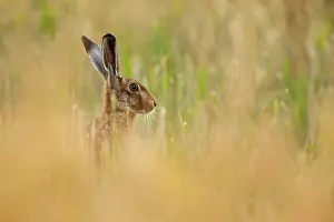 Jake Stephen: 80201408 Brown Hare - adult head and shoulders shot