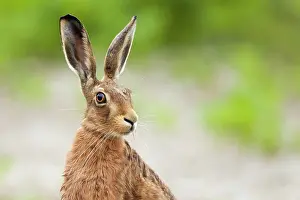 Jake Stephen: 80201409 Brown Hare - adult head and shoulders shot