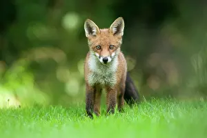 Jake Stephen: 80201410 Fox - adult Powys, Wales, UK Vulpes vulpes