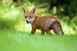 Jake Stephen: 80201411 Fox - adult Powys, Wales, UK Vulpes vulpes