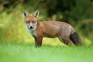 Jake Stephen: 80201412 Fox - adult licking it's mouth Powys, Wales