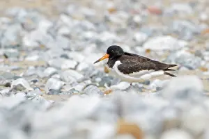 Jake Stephen: 80201413 Oystercatcher - juvenile standing on beach
