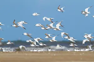 Jake Stephen: 80201414 Sandwich Terns - flock in flight at beach